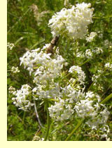 Подмаренник душистый (Galium odoratum) Подмаренник душистый (Galium odoratum)